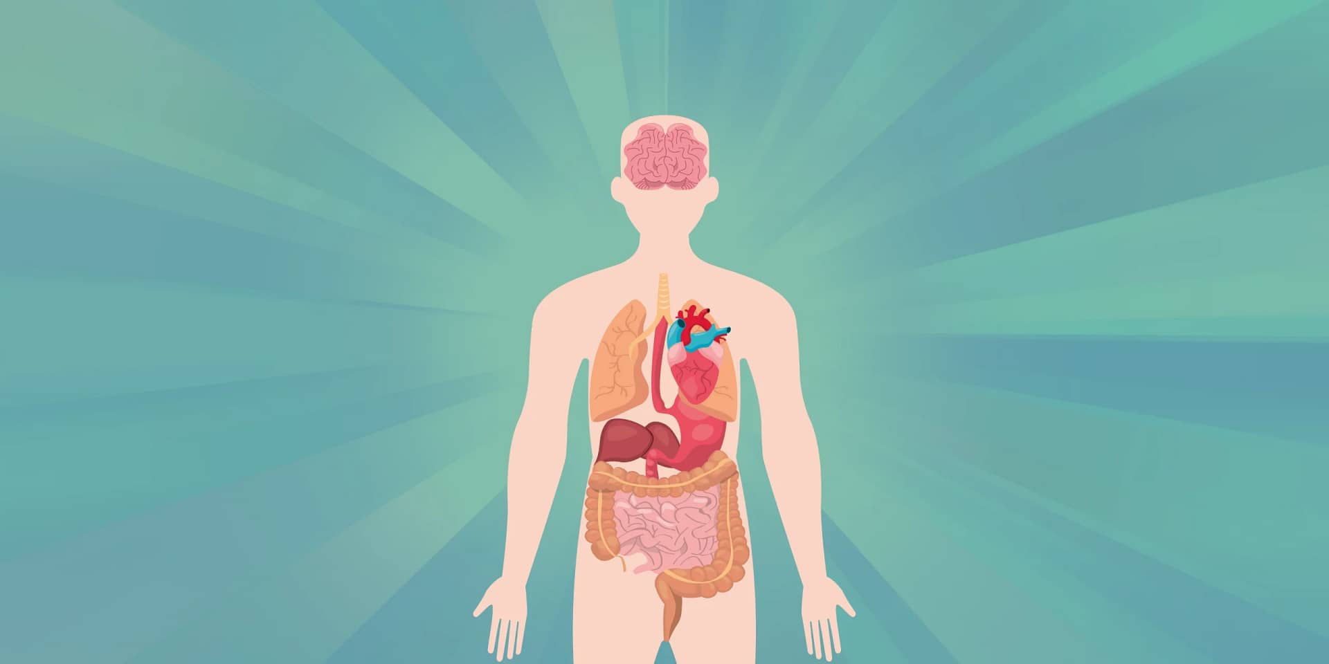 Human Body